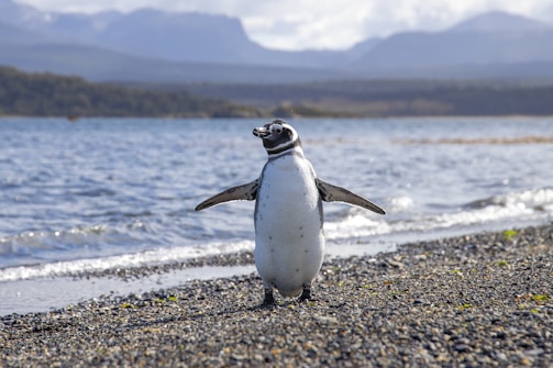 white and black penguin on seashore