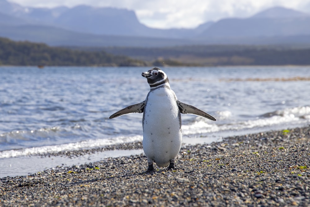 Weißer und schwarzer Pinguin am Meeresufer