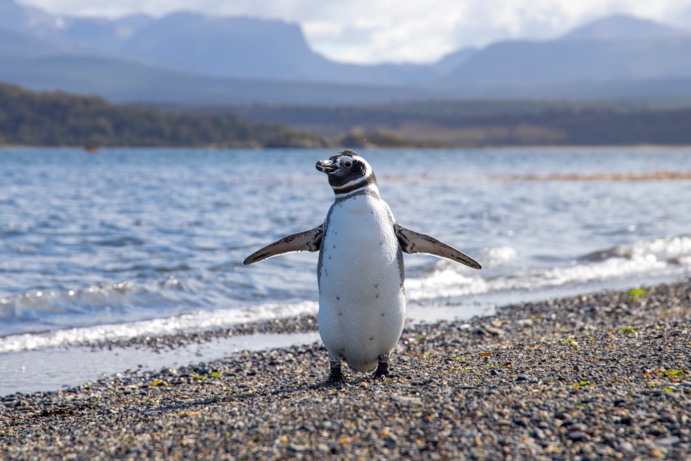 white and black penguin on seashore