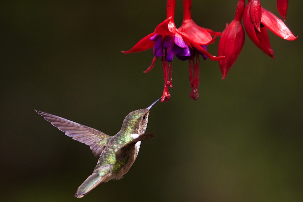 photo de mise au point sélective d’un colibri brun