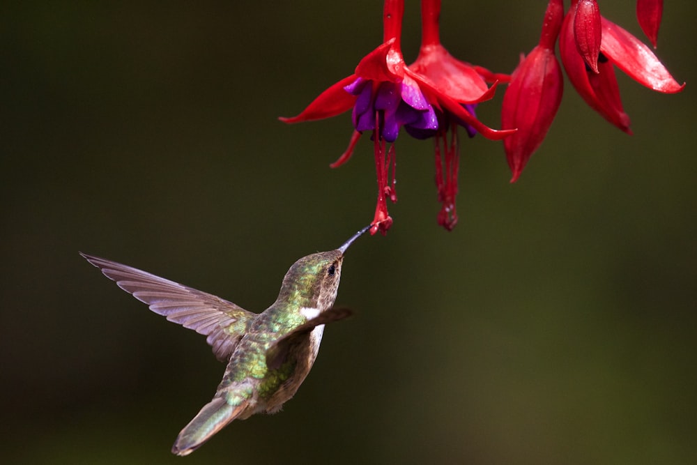 Foto con messa a fuoco selettiva di un colibrì marrone