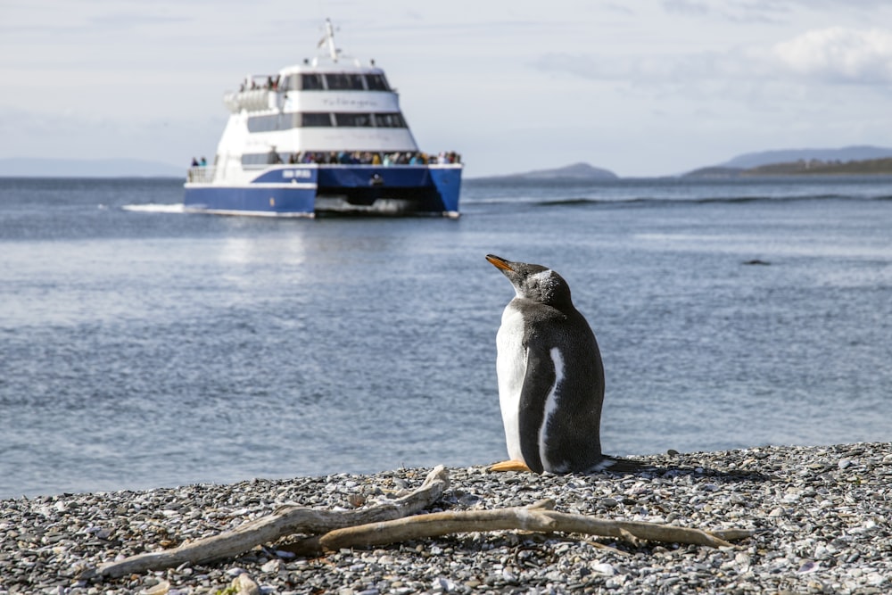 Foto di Pinguino in riva al mare
