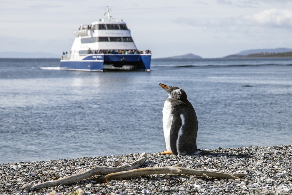 photo of penguin at seashore