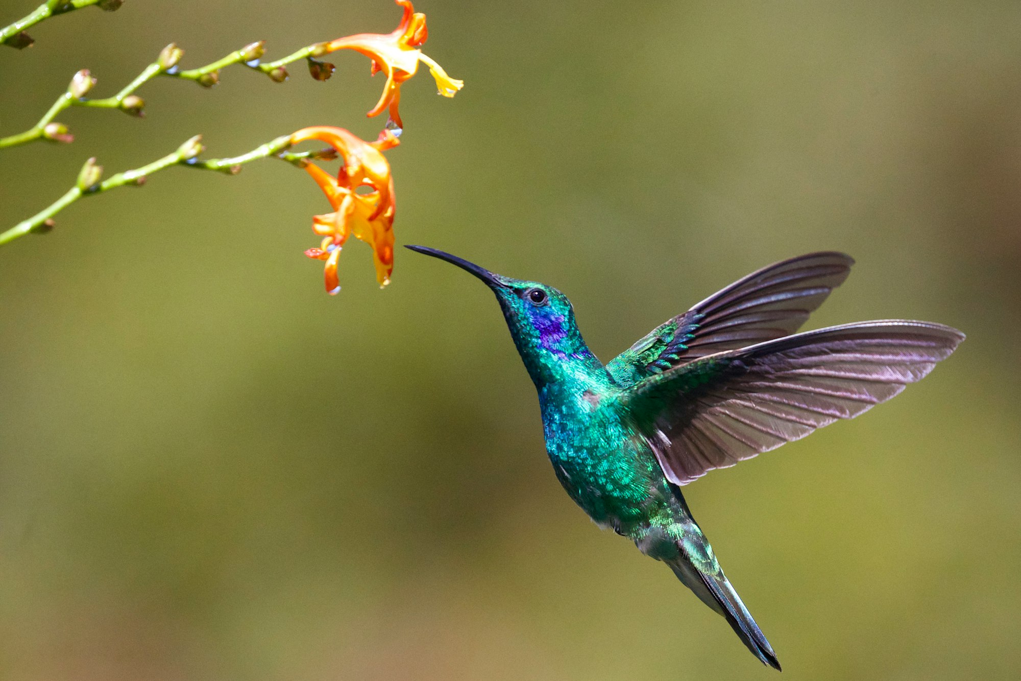 A teel hummingbird