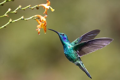 wildlife photography,how to photograph untitled; hummingbird near flower