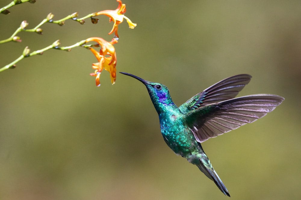 Kolibri in der Nähe der Blume