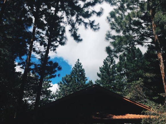 Tall pine trees with dense green foliage create a natural canopy with a clear blue sky and fluffy white clouds visible in the background. A dark, triangular rooftop peeks out from below, surrounded by trees.