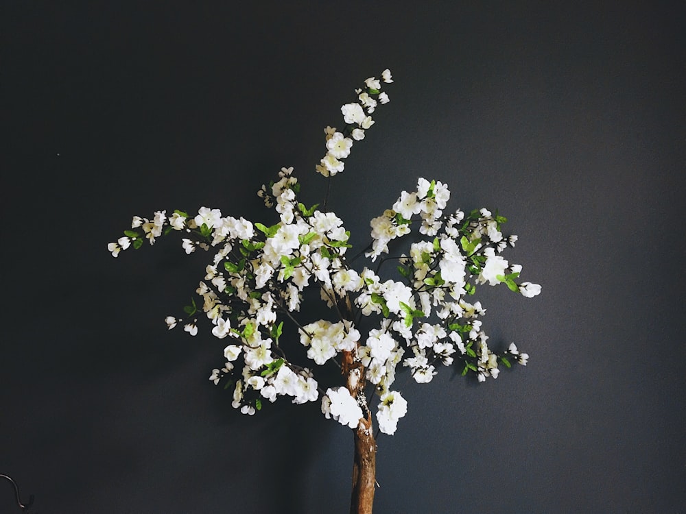 bunch of white petaled flowers