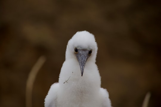 shallow depth of field photography of white bird in Galapagos Islands Ecuador
