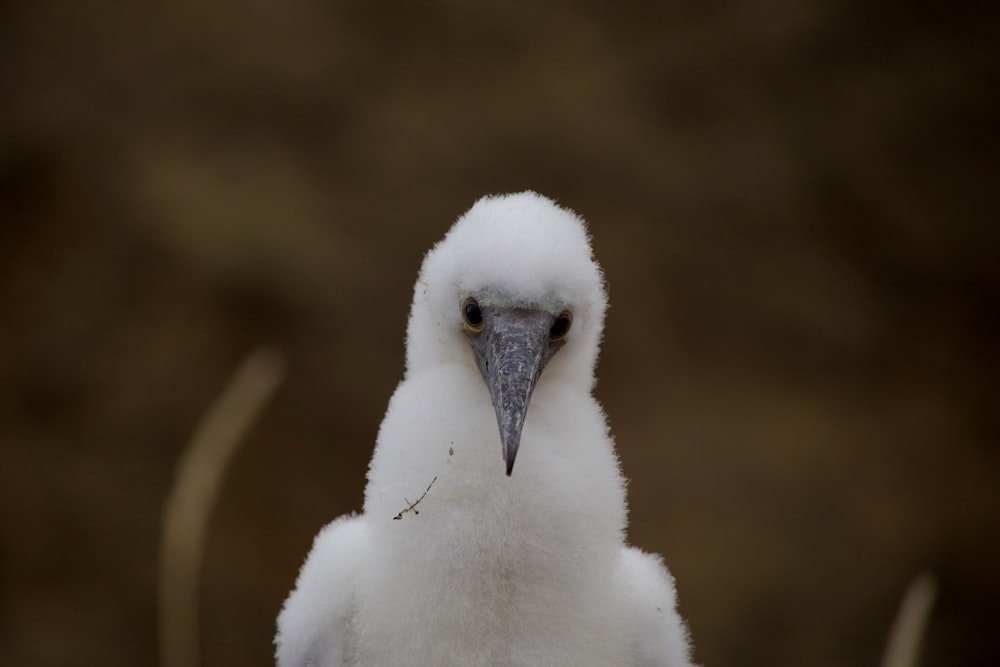 shallow depth of field photography of white bird