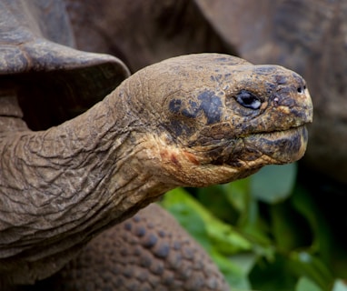 selective focus photography of gray turtle