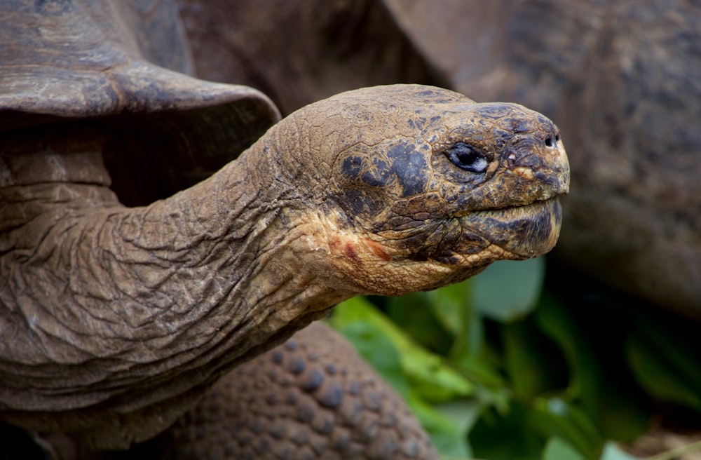 Fotografía de enfoque selectivo de tortuga gris