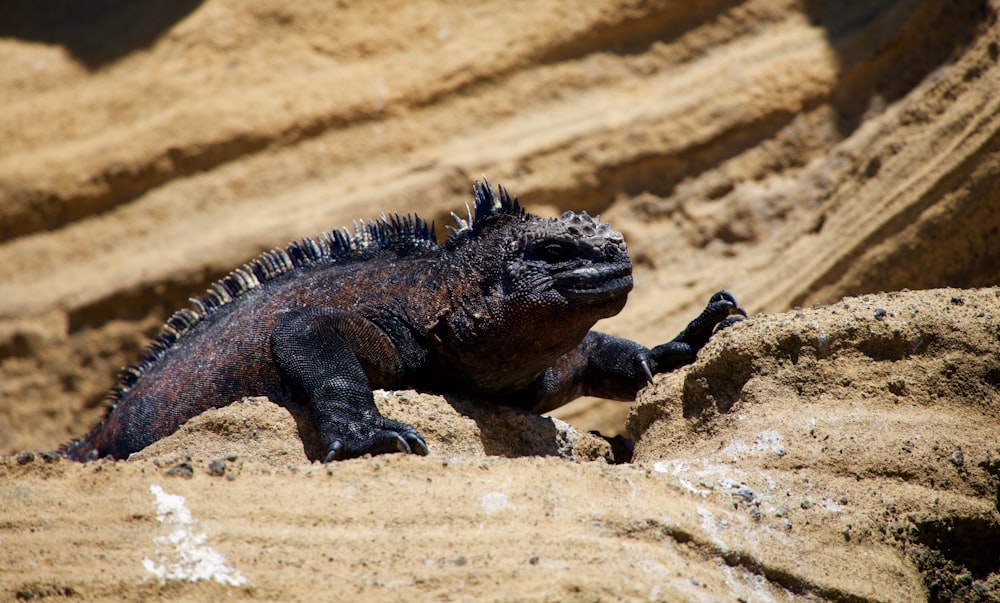 brown minotaur lizard on stone