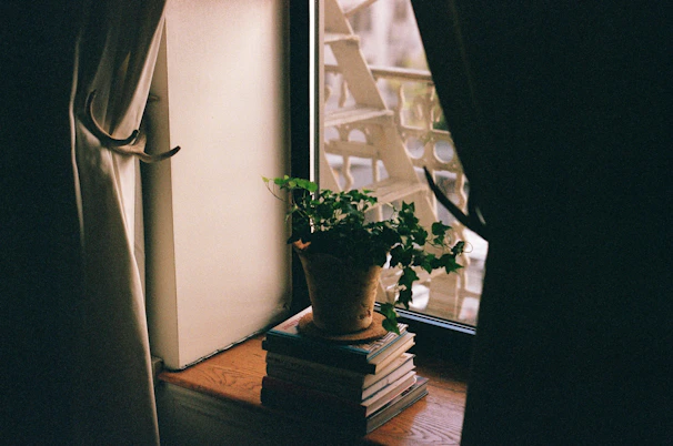A cozy reading nook with natural light, featuring wellness books and a rosemary plant.