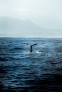 blue whale in body of water