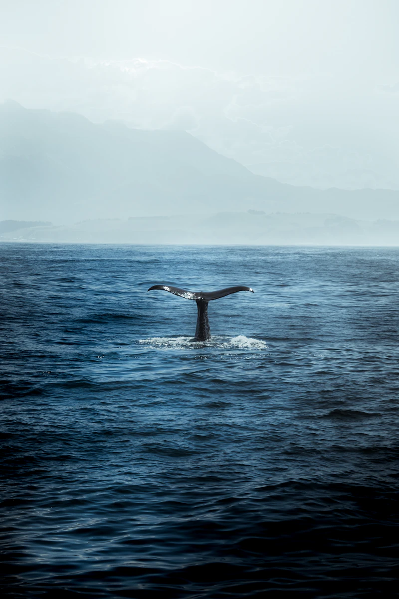 A whale tail rising from deep blue water