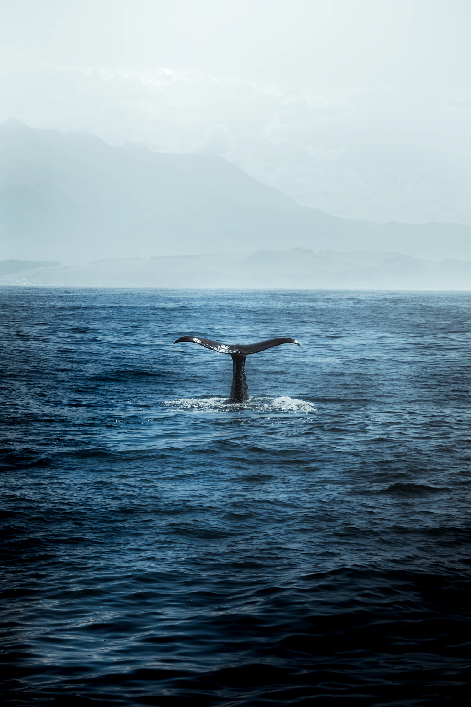 A whale tail rising from deep blue water off Kaikoura, New Zealand