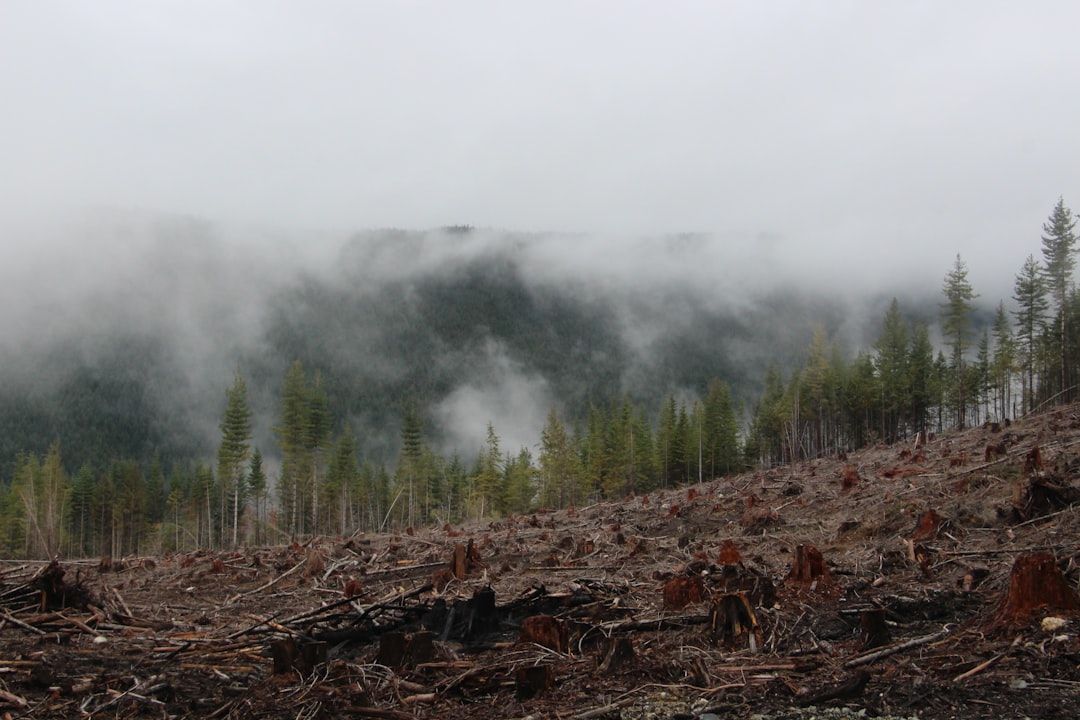 Forest photo spot Sunshine Coast Cheakamus Lake