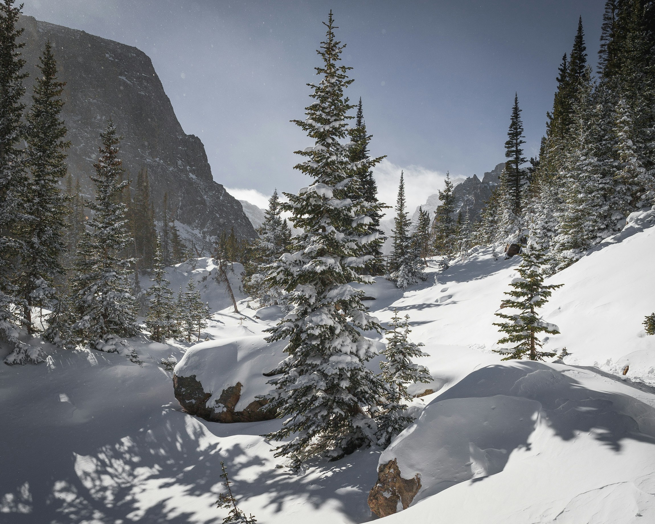 pine trees covered with snow under blue sky, A snow-covered pine on the trail to Loch Vale in Rocky Mountain National Park, Colorado.