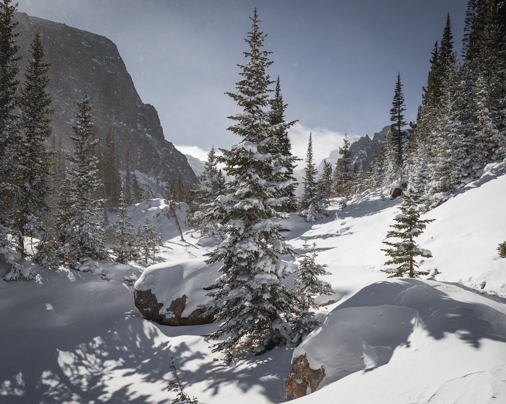 pine trees covered with snow under blue sky