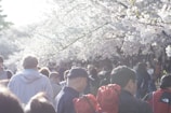 Young travelers enjoying cherry blossoms in Japan during spring