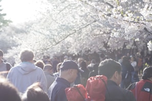A group of young travelers enjoying cherry blossoms in Japan during spring