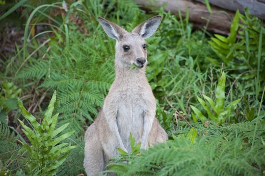 infant brown kangaroo eating grass in Dandenong Ranges National Park Australia