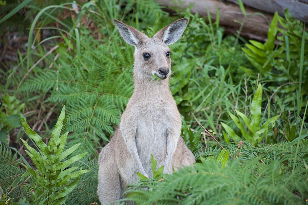 infant brown kangaroo eating grass