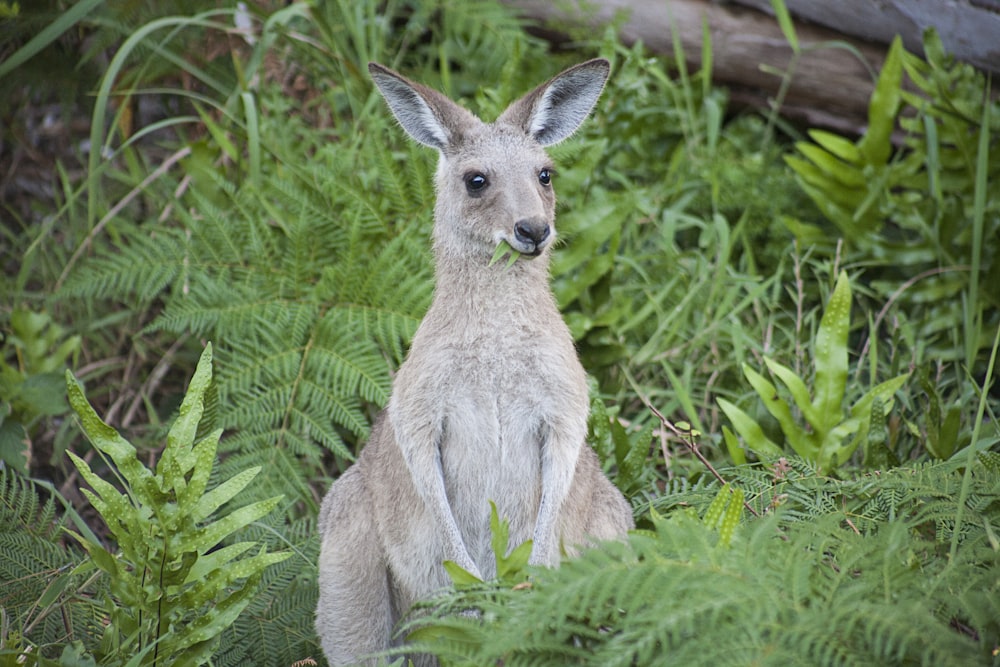 infant brown kangaroo eating grass
