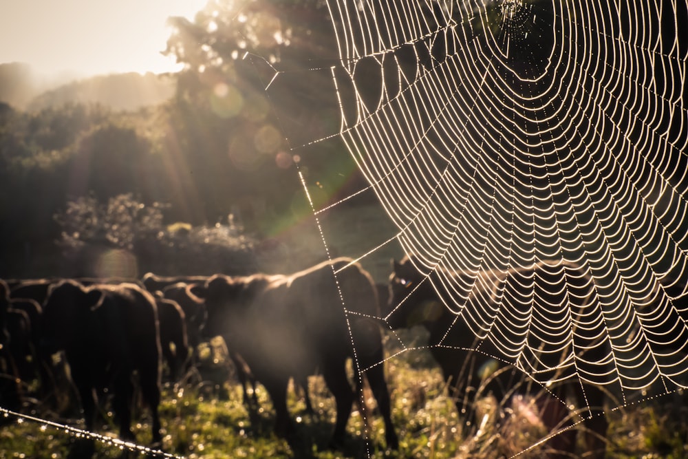 teia de aranha