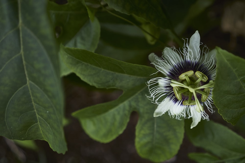 fiore bianco e verde in lente a fuoco poco profondo