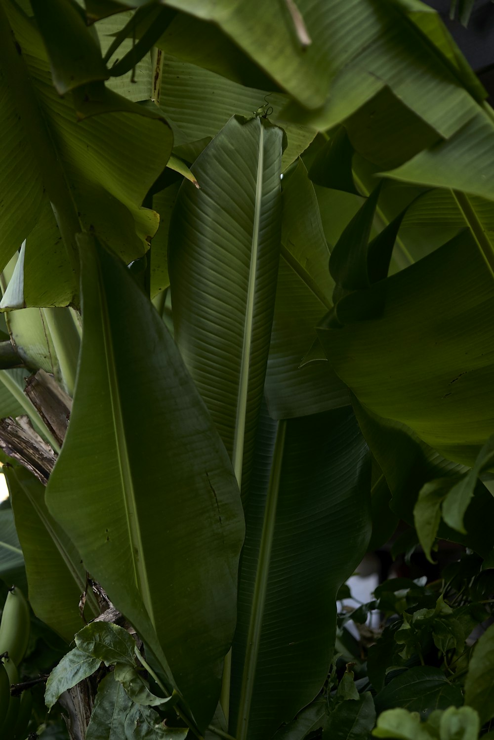 árbol de plátano de hoja verde