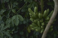 A basket filled with freshly harvested green bananas, symbolizing the fruits of careful cultivation.