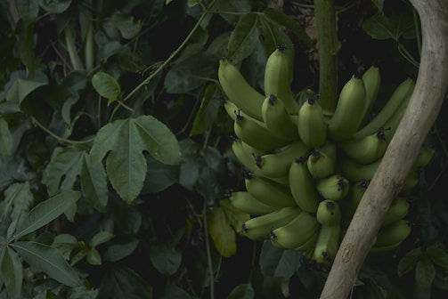 A cluster of unripe green bananas hanging from a banana tree, surrounded by large, broad leaves in a lush, verdant setting.