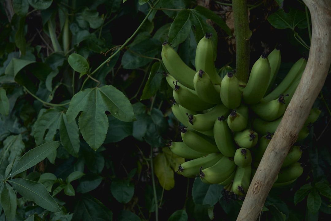 Mashing bananas