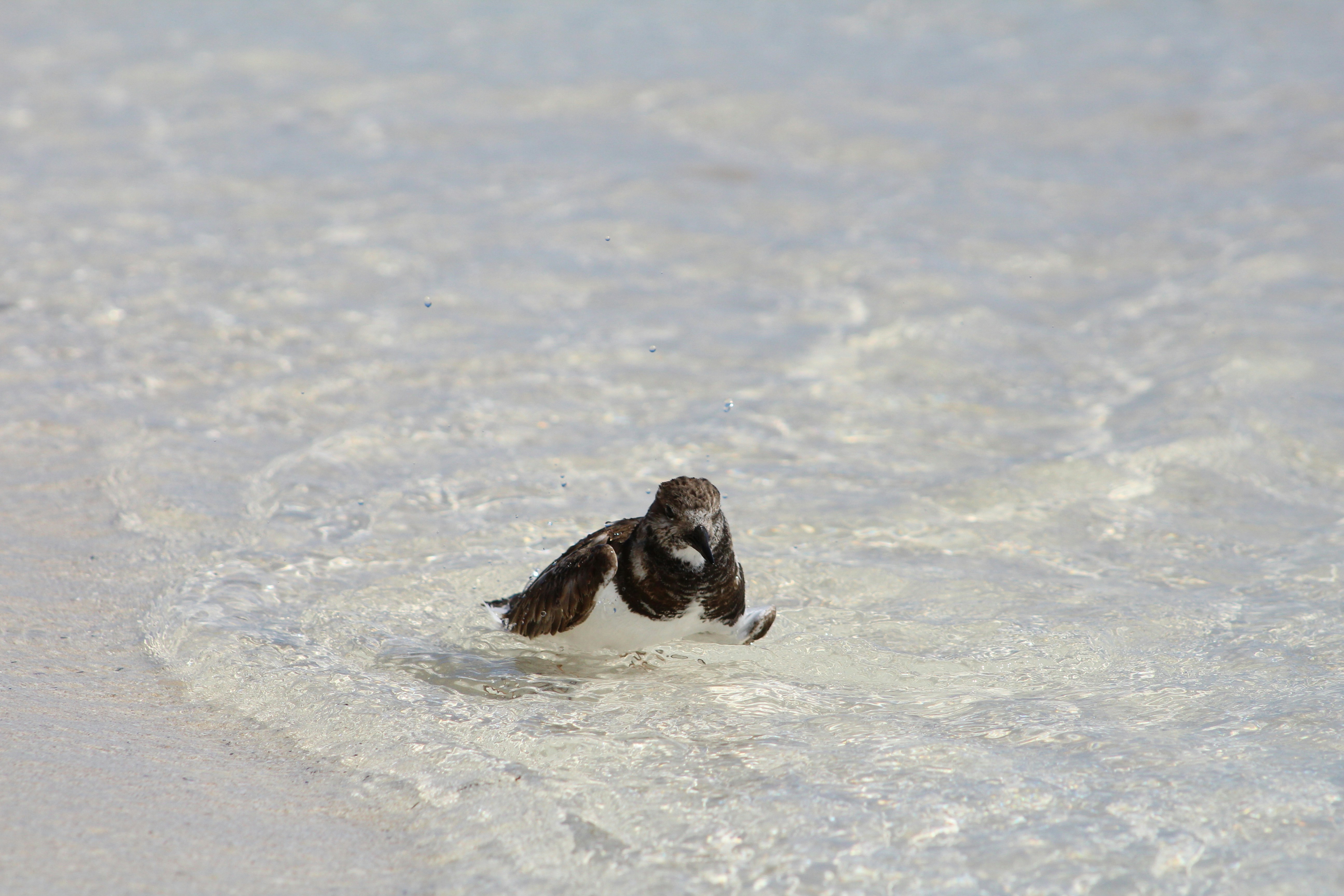 Bird Watching Tour Experience
