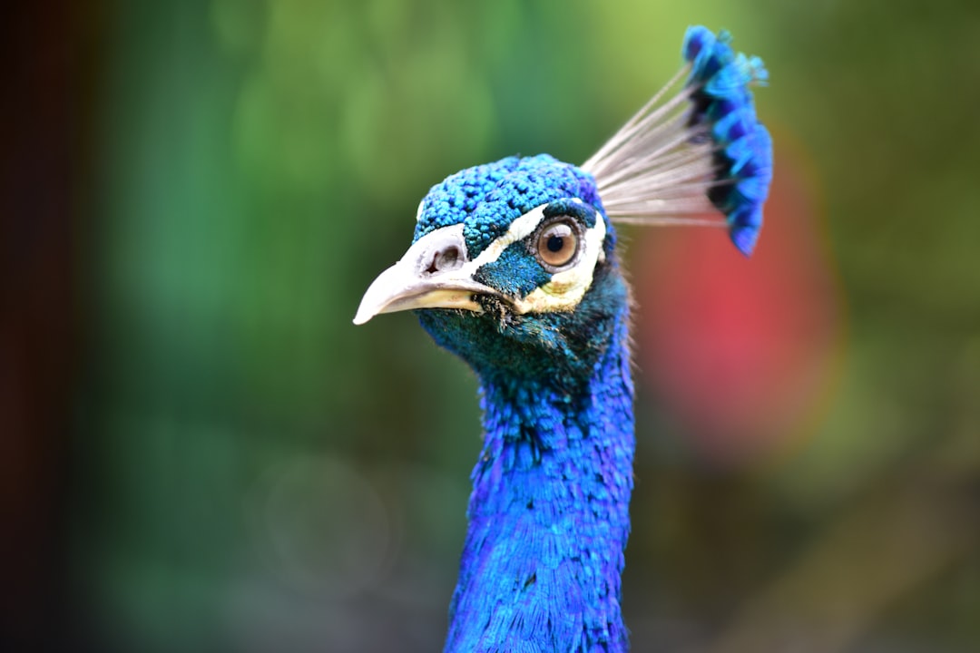 photo of Kuching Wildlife near Bako National Park