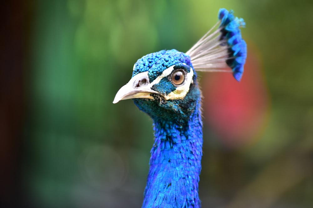 selective focus photography of blue peacock