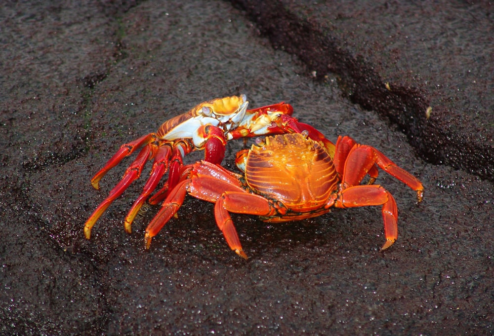 two red crabs fighting on gray sand