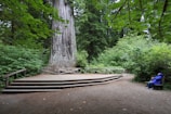 A large, ancient tree stands prominently in the middle of a lush forest setting, surrounded by dense green foliage. A wooden platform is built around the base of the tree, likely for viewing or conservation purposes. To the right, a person in a blue jacket sits on a bench, peacefully observing the scenery.