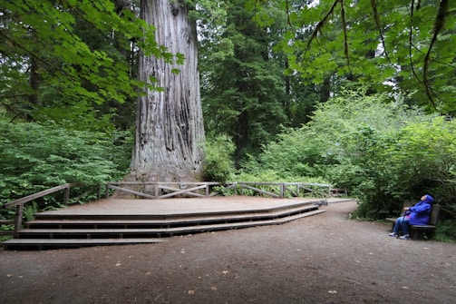 A large, ancient tree stands prominently in the middle of a lush forest setting, surrounded by dense green foliage. A wooden platform is built around the base of the tree, likely for viewing or conservation purposes. To the right, a person in a blue jacket sits on a bench, peacefully observing the scenery.