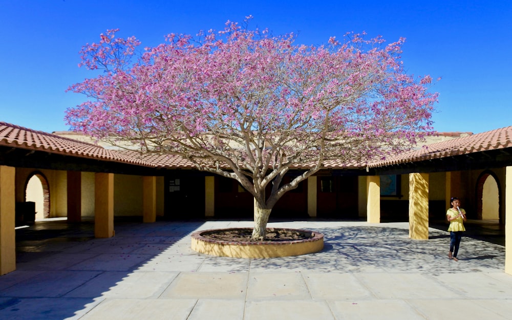 árvore de flor de cerejeira rosa durante o dia