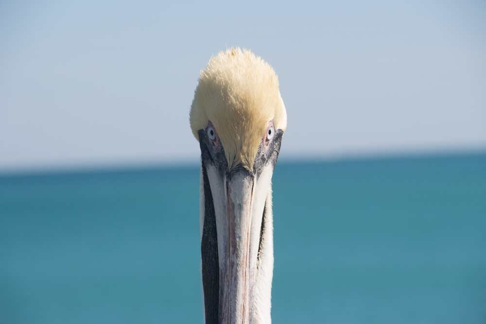 Fotografia di uccelli acquatici bianchi con messa a fuoco superficiale