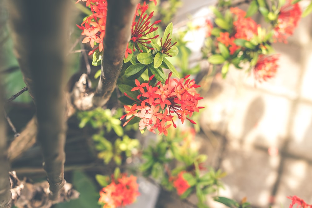 red flowers in shallow focus