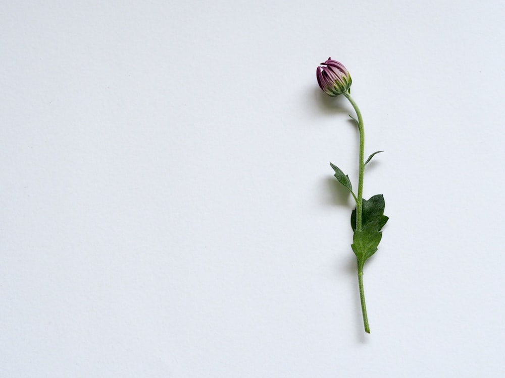 flower on white background