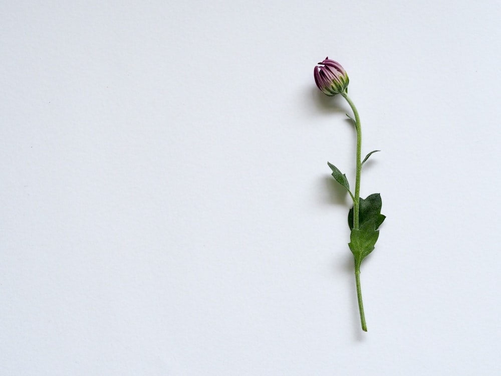 A Single Flower Pictures | Download Free Images on Unsplash