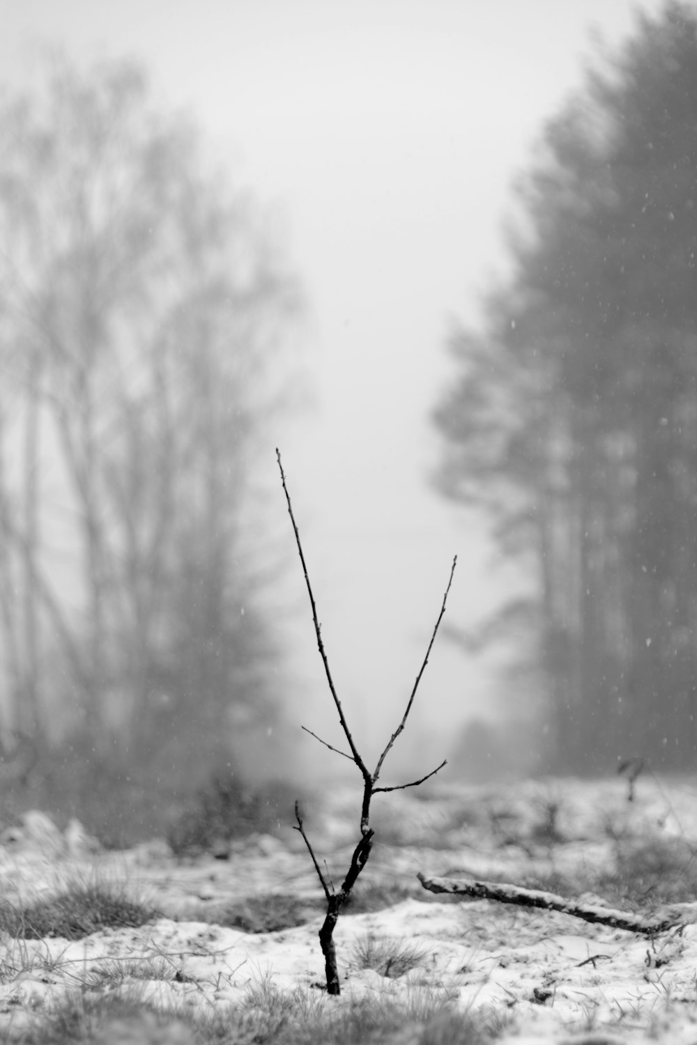 black tree branch on snow-covered field