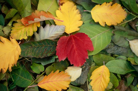 yellow, red, and green fallen leaves