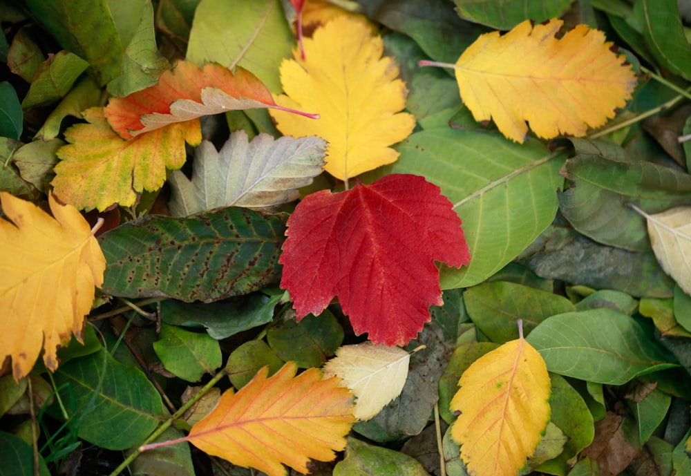 gelbe, rote und grüne abgefallene Blätter