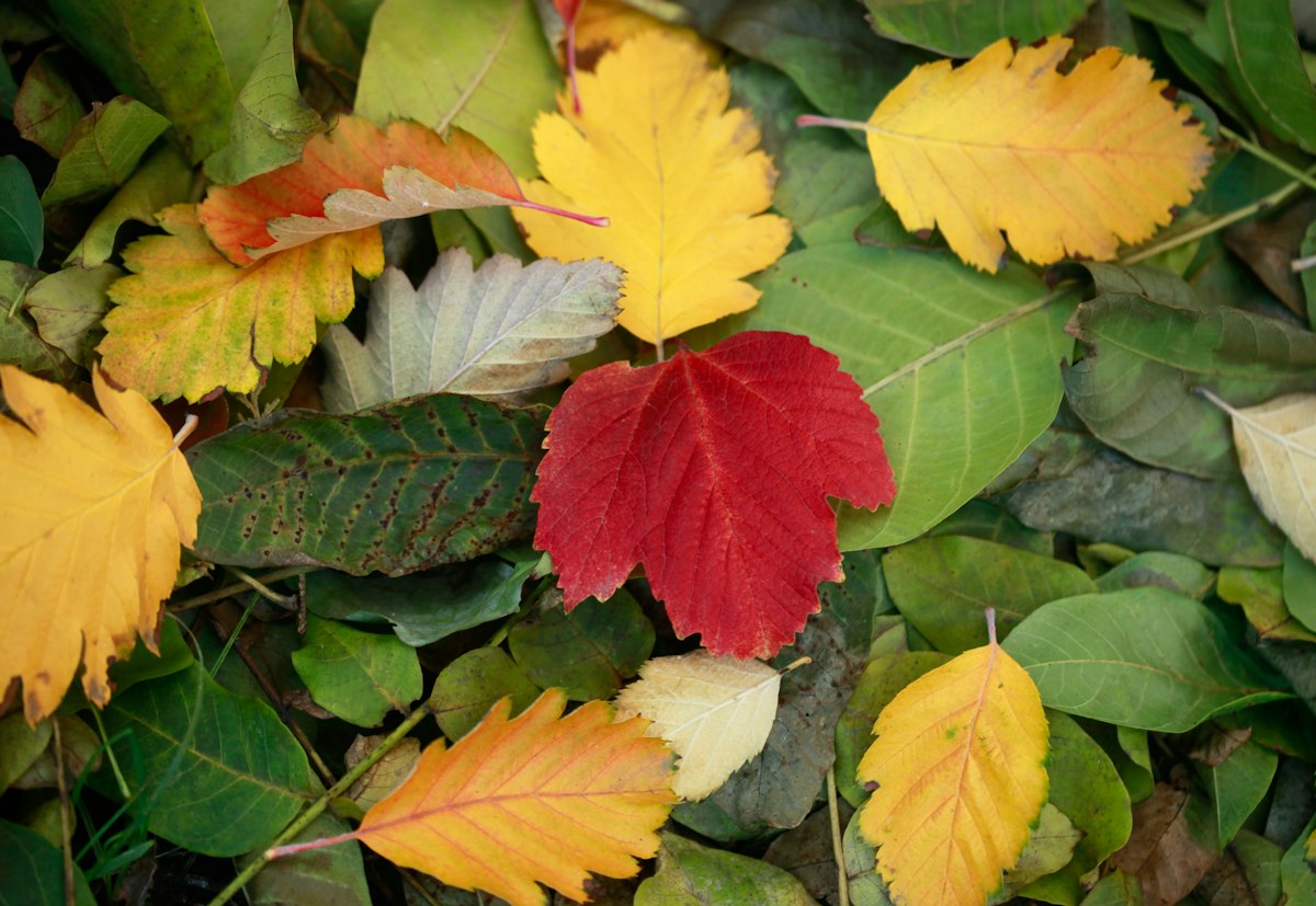 Yellow, red and green fallen autumn leaves